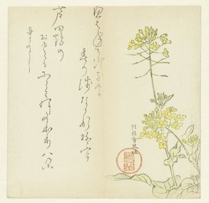 フラワーズ 作： Hasegawa Settan