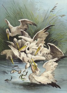 ペリカンの摂食（クロモリト）