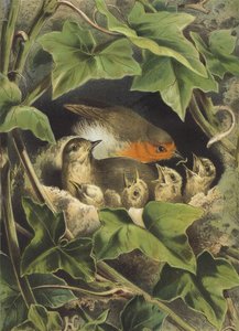 ロビン、若者を養う（クロモリト） 作： Hector Giacomelli