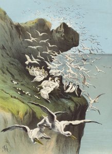 ソランガチョウ（クロモリト） 作： Hector Giacomelli