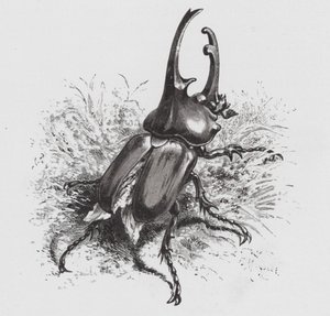 昆虫：カブトムシ（彫刻作品 作： Hector Giacomelli