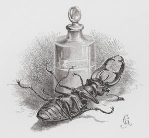 昆虫。死んだカブトムシ（彫刻 作： Hector Giacomelli