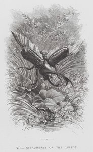 昆虫：昆虫の楽器（彫刻 作： Hector Giacomelli