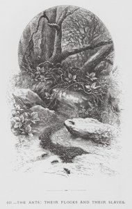 昆虫：アリとその群れ、そしてその奴隷（エングレービング 作： Hector Giacomelli