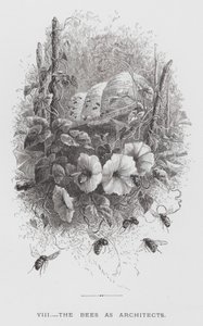 昆虫：建築家としてのミツバチ（エングレービング 作： Hector Giacomelli