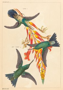 植物と 3 つのハチドリ 作： Heinrich Gottlieb Ludwig Reichenbach