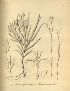 Apostasia wallichii (Apostasia stylidioides として) - Thelymitra cornicina 作： Heinrich Gustav Reichenbach