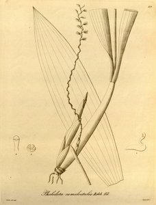 Pholidota camelostalix のイラスト 作： Heinrich Gustav Reichenbach