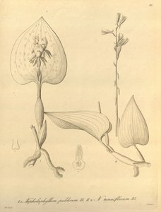 このファイルは、Biodiversity Heritage Library から取得され、biodiversitylibrary.org/page/696488 でオンラインで入手できます。 作： Heinrich Gustav Reichenbach