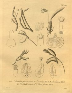 このファイルは、Biodiversity Heritage Library から取得され、biodiversitylibrary.org/page/698365 でオンラインで入手できます。 作： Heinrich Gustav Reichenbach