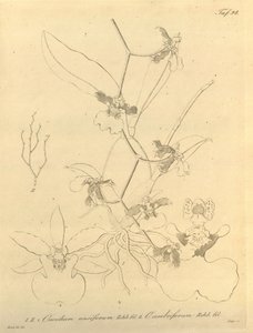 このファイルは、Biodiversity Heritage Library から取得され、biodiversitylibrary.org/page/696498 でオンラインで入手できます。 作： Heinrich Gustav Reichenbach