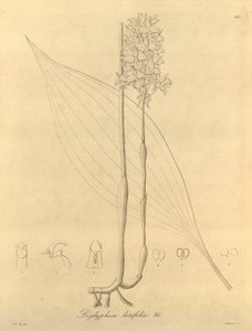 このファイルは、Biodiversity Heritage Library から取得され、biodiversitylibrary.org/page/696480 でオンラインで入手できます。 作： Heinrich Gustav Reichenbach