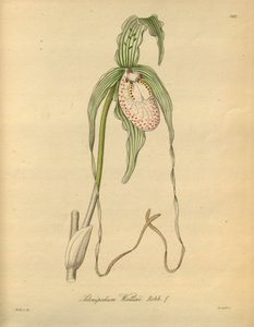 このファイルは、Biodiversity Heritage Library から取得され、biodiversitylibrary.org/page/698377 でオンラインで入手できます。 作： Heinrich Gustav Reichenbach