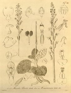 このファイルは、Biodiversity Heritage Library から取得され、biodiversitylibrary.org/page/696496 でオンラインで入手できます。 作： Heinrich Gustav Reichenbach
