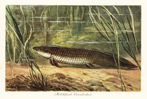 海底の葦の間で絶滅した Ceratodus latissimus。 作： Heinrich Harder