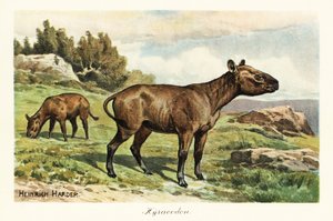 ヒラコドン、ポニーに似た哺乳類の絶滅した属、漸新世。 ,1908年（版画） 作： Heinrich Harder