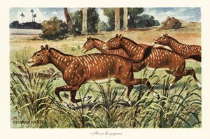 Mesohippus、初期の馬の絶滅した属。、1908 年 (版画) 作： Heinrich Harder