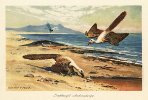 海岸で採餌する 2 つの始祖鳥。 作： Heinrich Harder