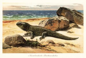 傷つきやすいツアタラ、Sphenodon punctatus、海岸に。 作： Heinrich Harder