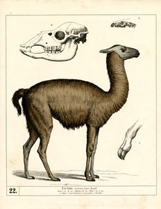 作： Heinrich Leutemann
