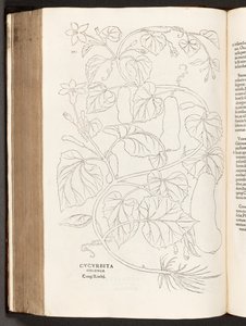BT3.26.5 p.370ズッキーニ、植物の歴史から、著名なレオンハートフックス、1542年 作： Heinrich and Meyer, Albert Fullmaurer