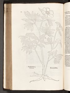 BT3.267.5 p.311牡丹、著名なレオンハート・フックスによる植物解説の歴史、1542年 作： Heinrich and Meyer, Albert Fullmaurer