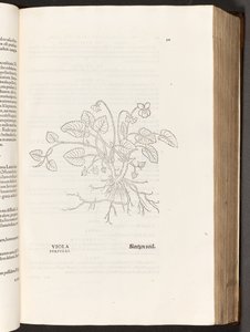 BT3.267.5 p.311グリーン、著名なレオンハート・フックスによる植物解説の歴史から、1542 作： Heinrich and Meyer, Albert Fullmaurer