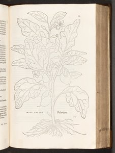 BT3.267.5 p.533 Aubergine、著名なLeonhart Fuchsによる植物解説の歴史、1542年 作： Heinrich and Meyer, Albert Fullmaurer