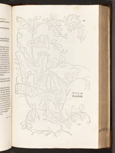BT3.267.5。 p.627豆、著名なレオンハート・フックスによる植物解説の歴史から、1542 作： Heinrich and Meyer, Albert Fullmaurer