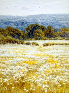 ケント州ウェスタハム近郊のオックスアイデイジー（水彩・紙 作： Helen Allingham
