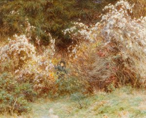 Travellers Joy：A Surrey Hedgerow（紙にトイレ）