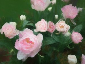 薔薇のベッド、2018年 作： Helen White