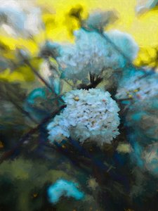 2019年5月の開花時期 作： Helen White