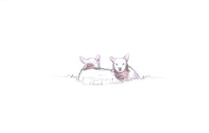 内容、2016年（鉛筆画） 作： Helen White