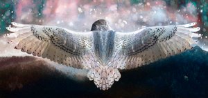 あえて飛ぶ、2019 作： Helen White