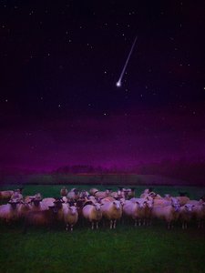 夜の群れ、2019 作： Helen White