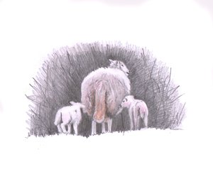 フォロー、2016年（鉛筆画） 作： Helen White
