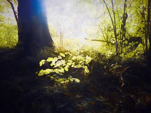 神聖な場所、2018 作： Helen White
