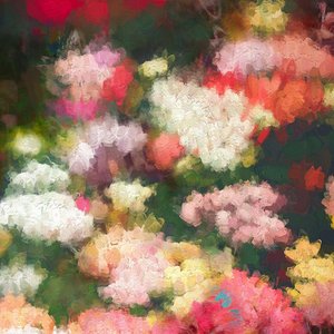 ハートの庭、2018年 作： Helen White