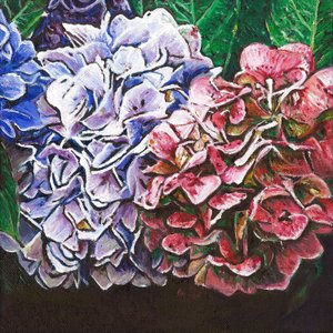 アジサイ、2010、 作： Helen White
