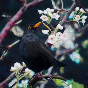 夏の歌の主、2019年 作： Helen White