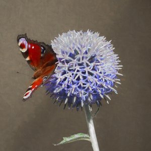 青いアザミの上のクジャク、2018年 作： Helen White