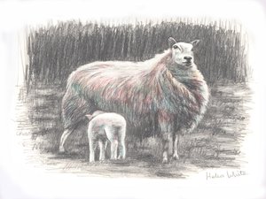 プラウド、2016、（鉛筆画） 作： Helen White