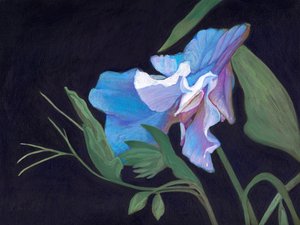 スイートピー、2020年（ボードにアクリル） 作： Helen White