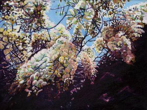 白藤、2012年、 作： Helen White