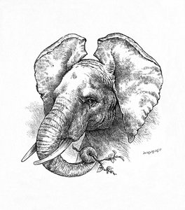 アフリカゾウ、c1900 作： Helena J. Maguire