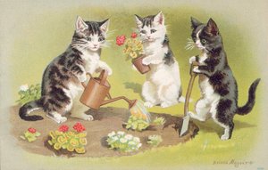 猫のポストカード（カラーリトグラフ） 作： Helena J. Maguire