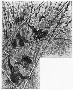 バンブージャングルのフック、c1900 作： Helena J. Maguire