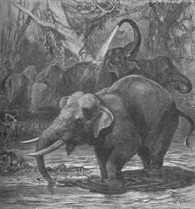 インド象の水浴び、c1900 作： Helena J. Maguire