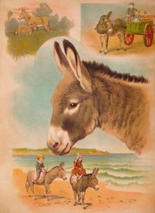 ロバ、c1900 作： Helena J. Maguire